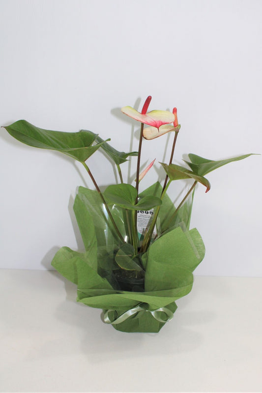 ANTHURIUM