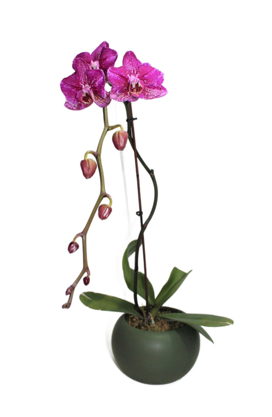 Phalaenopsis Orchid