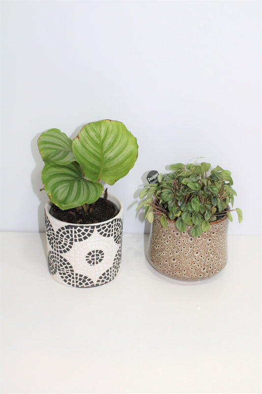 SMALL PLANT + POT