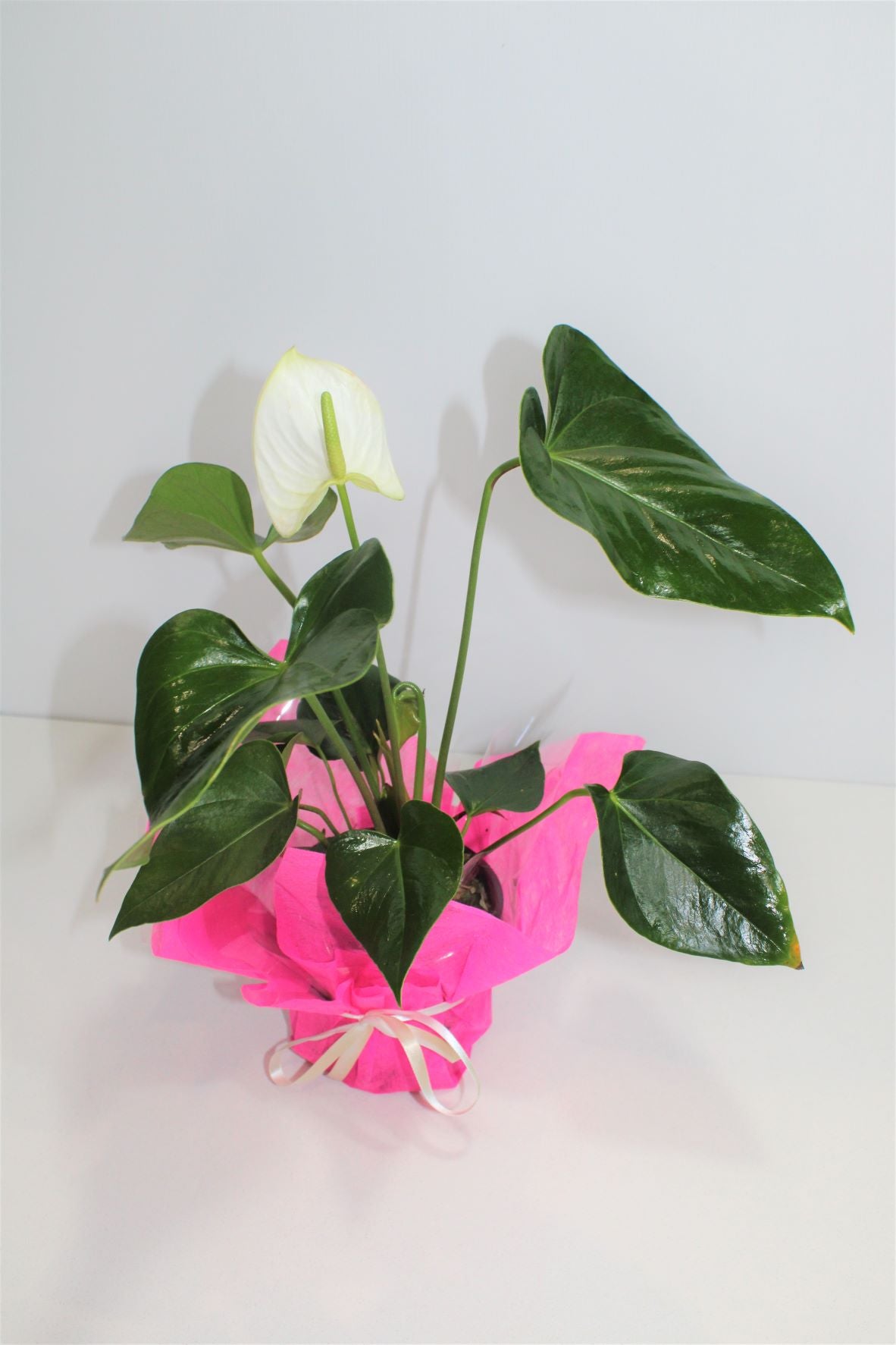 ANTHURIUM