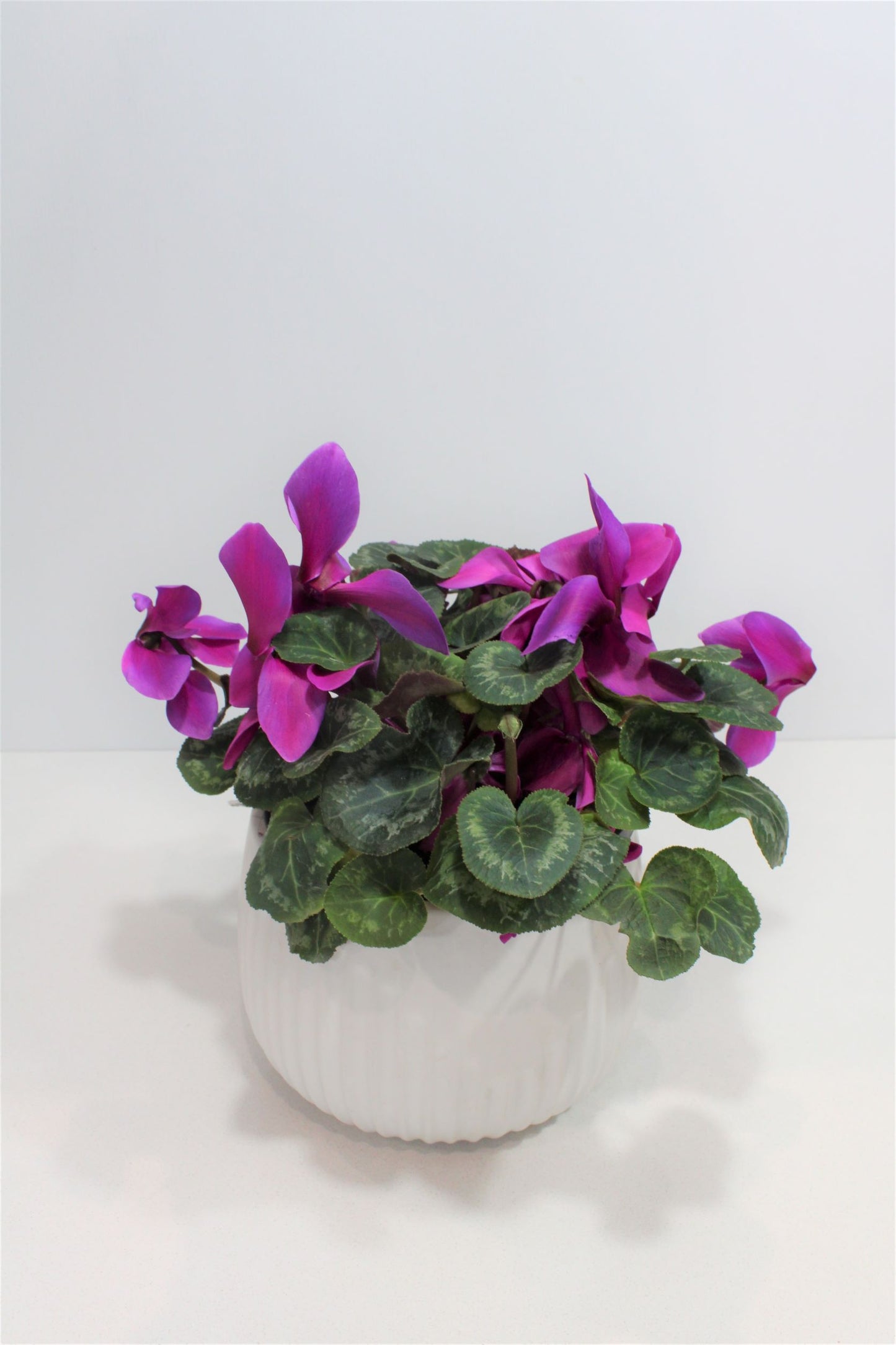 CYCLAMEN